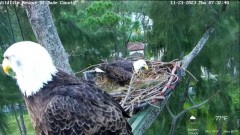2023-11-23 23_03_53-Wildlife Rescue of Dade County Eagle Nest Cam - YouTube – Maxthon.jpg