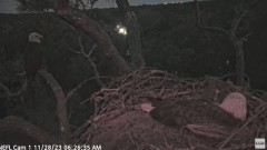 2023-11-28 16_19_16-YouTube - NEFL Cam 1 - Live Bald Eagle Cam - YouTube.jpg