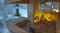 2023-12-04 21_07_23-Futterstelle Windsbach live - Kestrel Box, Germany - Meise und Spatz - YouTube –.jpg