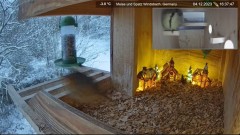 2023-12-04 21_07_30-Futterstelle Windsbach live - Kestrel Box, Germany - Meise und Spatz - YouTube –.jpg