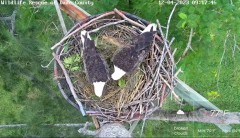 2023-12-04 22_00_53-Wildlife Rescue of Dade County Eagle Nest Top Cam - YouTube – Maxthon.jpg