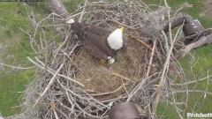 2023-12-04 22_04_46-Southwest Florida Eagle Cam - YouTube – Maxthon.jpg