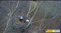 2023-12-04 22_10_46-Bluff City Cam 2_ ETSU Eagle Cameras - YouTube – Maxthon.jpg