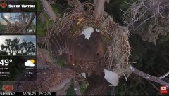 2023-12-30 20_10_00-Central Florida Eagle CAM4 -OVERHEAD- now with SuperBeaks CHAT #eagle #sunrise #.jpg