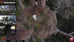 2023-12-30 20_09_54-Central Florida Eagle CAM4 -OVERHEAD- now with SuperBeaks CHAT #eagle #sunrise #.jpg