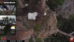 2023-12-30 20_07_32-Central Florida Eagle CAM4 -OVERHEAD- now with SuperBeaks CHAT #eagle #sunrise #.jpg