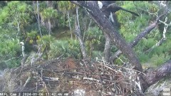 2024-01-06 18_38_58-NEFL Cam 2 - Live Bald Eagle Cam - YouTube – Maxthon.jpg