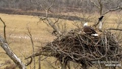 2024-01-06 19_38_47-Decorah Eagles - North Nest powered by EXPLORE.org - YouTube – Maxthon.jpg