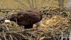 2024-01-06 19_38_57-Decorah Eagles - North Nest powered by EXPLORE.org - YouTube – Maxthon.jpg