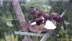 2024-01-06 19_47_32-Wildlife Rescue of Dade County Eagle Nest Cam - YouTube – Maxthon.jpg
