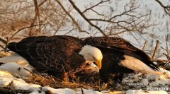 2024-01-22 21_54_34-(1) Decorah Eagles - North Nest powered by EXPLORE.org - YouTube – Maxthon.jpg