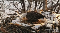 2024-01-22 21_54_50-(1) Decorah Eagles - North Nest powered by EXPLORE.org - YouTube – Maxthon.jpg
