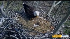 2024-03-10 19_46_43-Bluff City Cam 2_ ETSU Eagle Cameras - YouTube – Maxthon.jpg