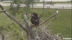 2024-03-10 19_57_20-Southwest Florida Eagle Cam - YouTube – Maxthon.jpg