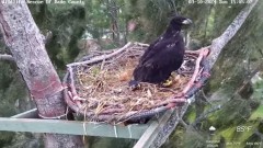 2024-03-10 20_05_51-Wildlife Rescue of Dade County Eagle Nest Cam - YouTube – Maxthon.jpg