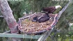 2024-03-10 20_06_08-Wildlife Rescue of Dade County Eagle Nest Cam - YouTube – Maxthon.jpg