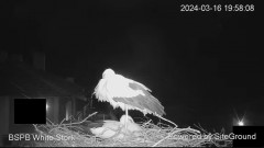 2024-03-16 22_46_03-Камера предава на живо от гнездо на щъркели в село Драгушиново_ Camera from a st.jpg