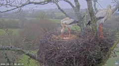 2024-03-17 14_53_47-Live Cam Feed _ White Stork Project – Maxthon.jpg