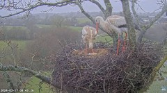 2024-03-17 14_54_12-Live Cam Feed _ White Stork Project – Maxthon.jpg