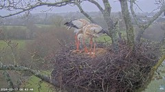 2024-03-17 14_54_30-Live Cam Feed _ White Stork Project – Maxthon.jpg