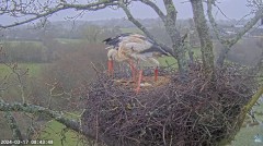 2024-03-17 14_54_35-Live Cam Feed _ White Stork Project – Maxthon.jpg