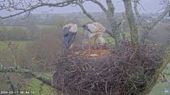 2024-03-17 14_54_57-Live Cam Feed _ White Stork Project – Maxthon.jpg