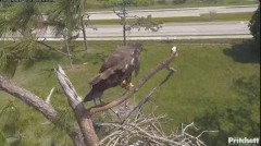 2024-03-17 23_23_19-Southwest Florida Eagle Cam - YouTube – Maxthon.jpg