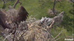 2024-03-17 23_24_28-Southwest Florida Eagle Cam - YouTube – Maxthon.jpg