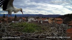 2024-03-18 20_01_02-Камера предава на живо от гнездо на щъркели в село Ярлово_ Camera from a stork's.jpg