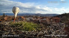 2024-03-18 20_01_30-Камера предава на живо от гнездо на щъркели в село Ярлово_ Camera from a stork's.jpg