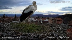 2024-03-18 20_01_45-Камера предава на живо от гнездо на щъркели в село Ярлово_ Camera from a stork's.jpg