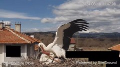 2024-03-18 20_19_48-Камера предава на живо от гнездо на щъркели в село Драгушиново_ Camera from a st.jpg