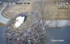 2024-03-18 21_50_18-Stork webcam - Heritage Timber Sash Windows – Maxthon.jpg