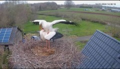 2024-03-18 22_31_15-The Chimney Storks (live cam white stork, livestream The Netherlands) - YouTube .jpg