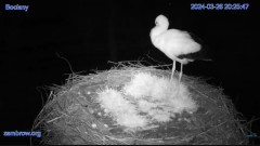 2024-03-26 21_27_18-#Bociany na żywo - #kamera na #gniazdo #Zambrow #WhiteStork #nest #livecam #ptak.jpg