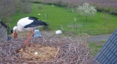 2024-03-27 23_14_10-The Chimney Storks (live cam white stork, livestream The Netherlands) - YouTube .jpg