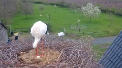 2024-03-27 23_14_21-The Chimney Storks (live cam white stork, livestream The Netherlands) - YouTube .jpg