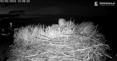 2024-04-02 20_08_26-Kamera Międzyrzecze - widok na gniazdo bociana – Maxthon.jpg