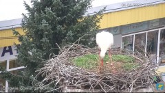 2024-04-04 20_03_48-Transmisja na żywo z gniazda rodziny bocianów w Borowiu, powiat garwoliński - Yo.jpg