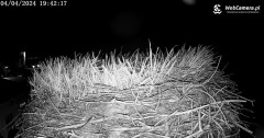 2024-04-04 20_42_44-Kamera Międzyrzecze - widok na gniazdo bociana – Maxthon.jpg