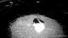 2024-04-08 21_53_31-Projekt Sąsiad Bocian - transmisja na żywo znad gniazda bociana białego w Woli Z.jpg