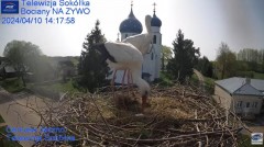 2024-04-10 21_09_35-Gniazdo Bocianie - Telewizja Sokółka [NA ŻYWO] _ IP Camera_ Stork's nest [LIVE] .jpg