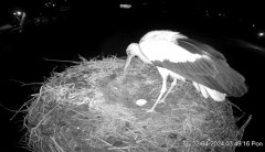 2024-04-22 12_27_33-Projekt Sąsiad Bocian - transmisja na żywo znad gniazda bociana białego w Woli Z.jpg