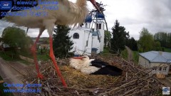 2024-04-22 21_30_03-Gniazdo Bocianie - Telewizja Sokółka [NA ŻYWO] _ IP Camera_ Stork's nest [LIVE] .jpg