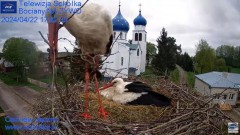 2024-04-22 21_30_10-Gniazdo Bocianie - Telewizja Sokółka [NA ŻYWO] _ IP Camera_ Stork's nest [LIVE] .jpg