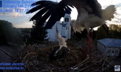 2024-04-26 21_00_44-Gniazdo Bocianie - Telewizja Sokółka [NA ŻYWO] _ IP Camera_ Stork's nest [LIVE] .jpg
