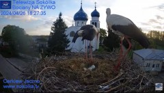 2024-04-26 21_01_15-Gniazdo Bocianie - Telewizja Sokółka [NA ŻYWO] _ IP Camera_ Stork's nest [LIVE] .jpg