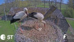 2024-04-27 19_15_16-Baltie stārķi (Ciconia ciconia) Tukuma novadā - LDF tiešraide __ White storks in.jpg