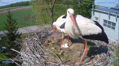 2024-04-27 22_23_53-#Bocian #gniazdo #Zambrow #kamera #nażywo #ptaki #WhiteStork #nest #livecamera #.jpg