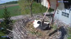 2024-04-27 22_24_35-#Bocian #gniazdo #Zambrow #kamera #nażywo #ptaki #WhiteStork #nest #livecamera #.jpg